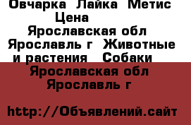 Овчарка  Лайка (Метис) › Цена ­ 1 000 - Ярославская обл., Ярославль г. Животные и растения » Собаки   . Ярославская обл.,Ярославль г.